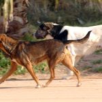 Επικίνδυνα Αδέσποτα Σκυλιά Θέτουν Σε Κίνδυνο Τα Παιδιά Στη Λαμία