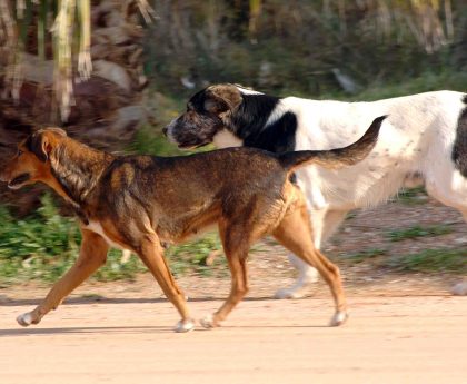 Επικίνδυνα Αδέσποτα Σκυλιά Θέτουν Σε Κίνδυνο Τα Παιδιά Στη Λαμία