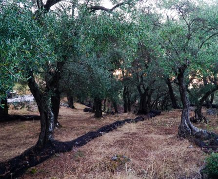 Σοβαρή έλλειψη νερού πλήττει τους ελαιώνες της Κρήτης λόγω ξηρασίας