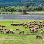 Εστία ευλογιάς σε εκτροφή προβάτων στην Τούμπα Σερρών και μέτρα προφύλαξης