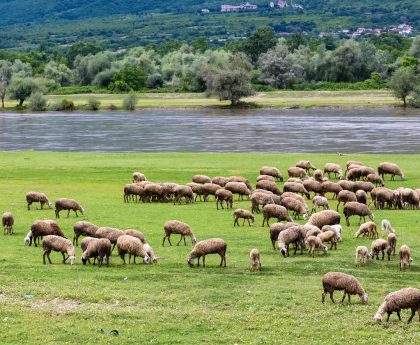 Εστία ευλογιάς σε εκτροφή προβάτων στην Τούμπα Σερρών και μέτρα προφύλαξης