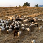 Επικίνδυνη Εξάπλωση της Ευλογιάς των Προβάτων στην Ελλάδα