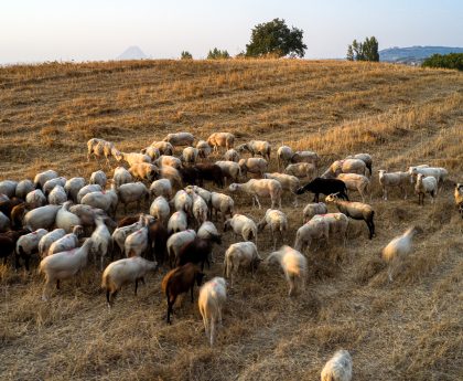 Επικίνδυνη Εξάπλωση της Ευλογιάς των Προβάτων στην Ελλάδα